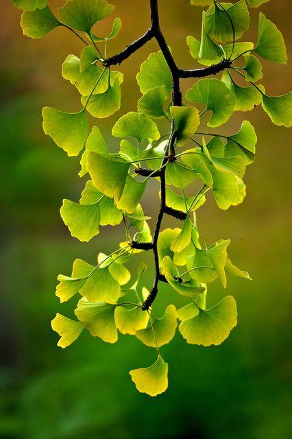 propiedades y beneficios del ginkgo biloba