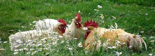 Beneficios de la dieta ecológica Beneficios de la dieta ecológica