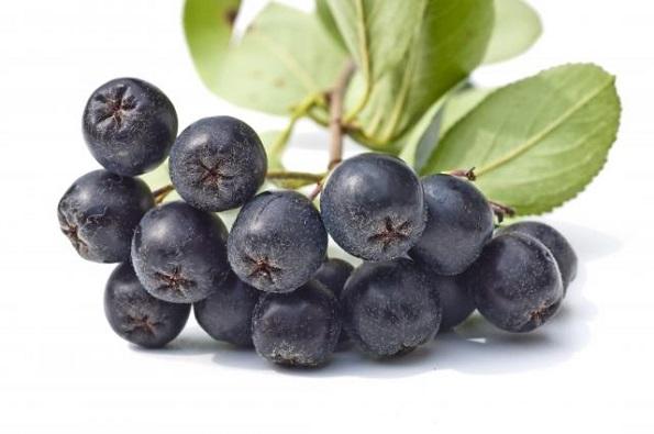 Aronia