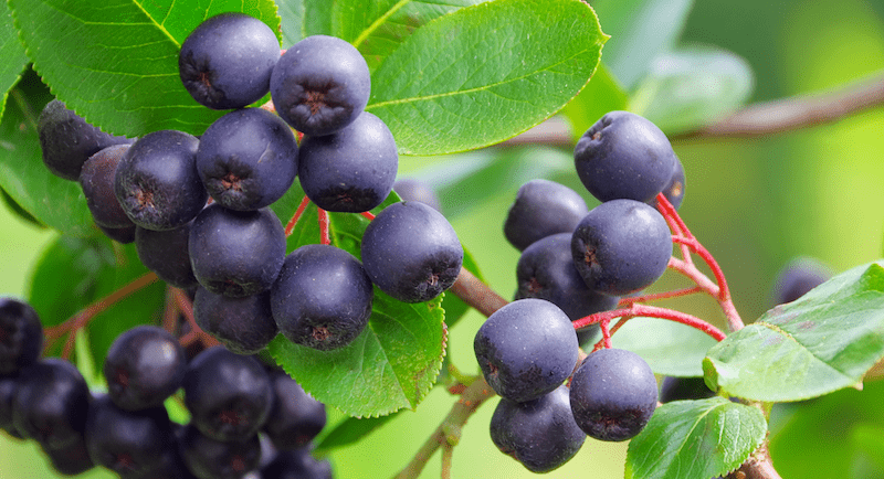 aronia berries