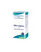 RIBES NIGRUM 1 DH BG 60 ML