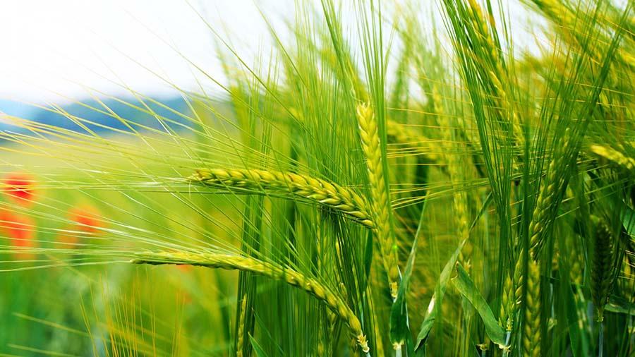 Los 5 mejores beneficios del aceite de germen de trigo para tu piel –  Labeau Organic
