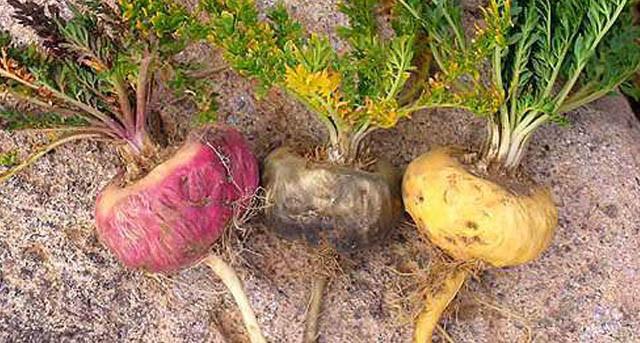 Los tres tipos de Maca