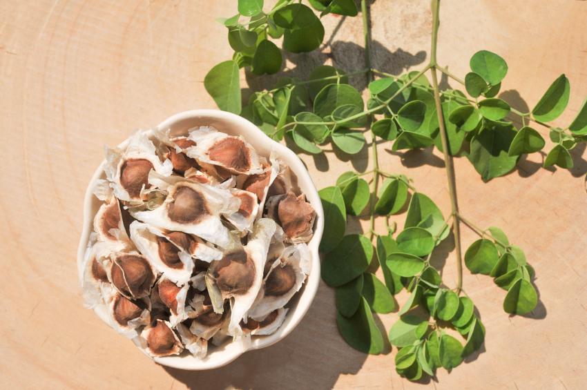 propiedades de la moringa