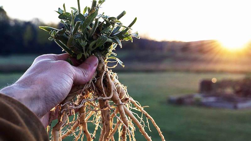 Raíz de Ashwagandha