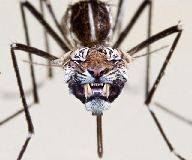 picadura-mosquito