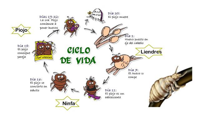 ciclo de vida de los piojos