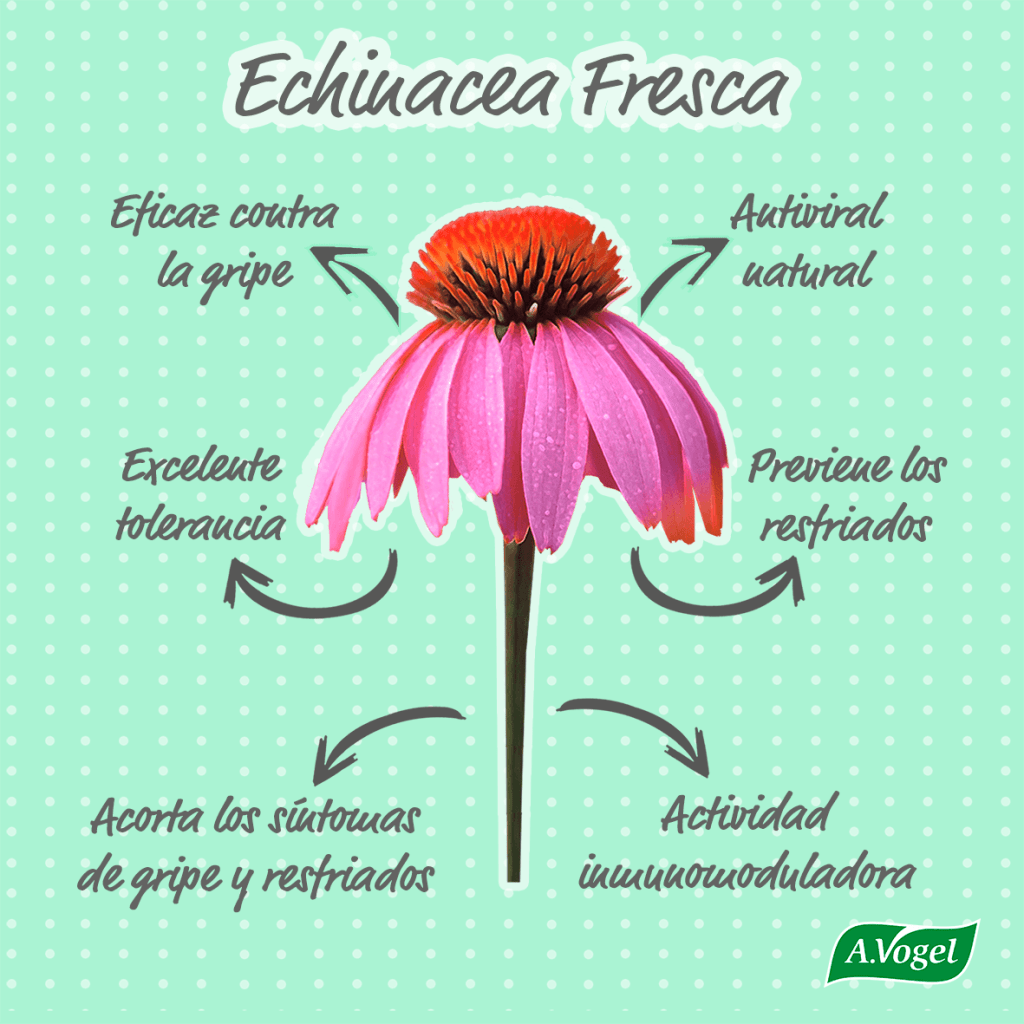 Propiedades de la equinácea Propiedades de la equinácea