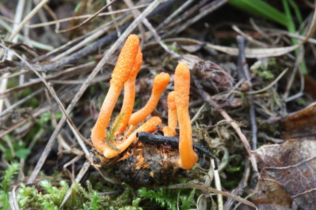 Setas Medicinales: Cordyceps