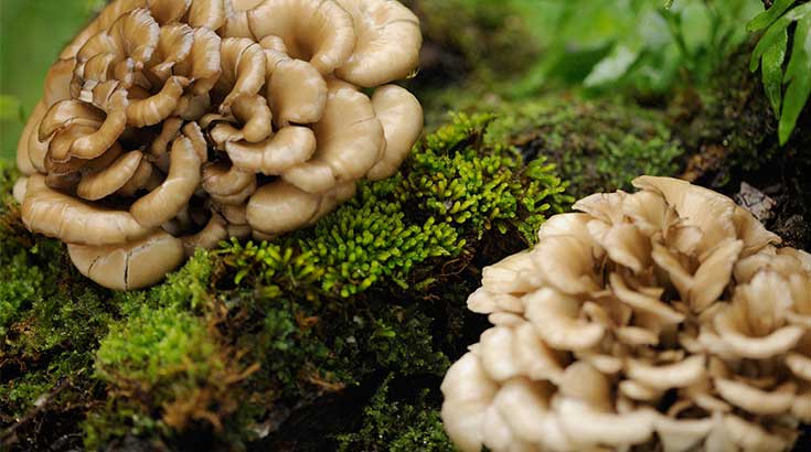 Setas Medicinales: Maitake