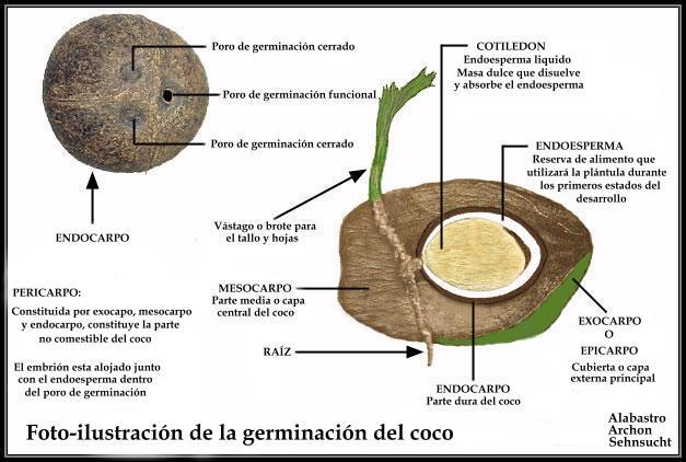partes del coco: aceite de palma, aceite de coco