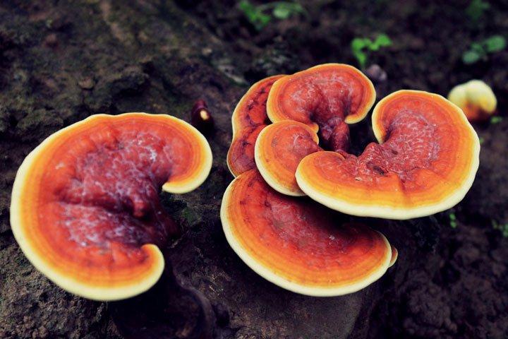 Setas medicinales: Reishi