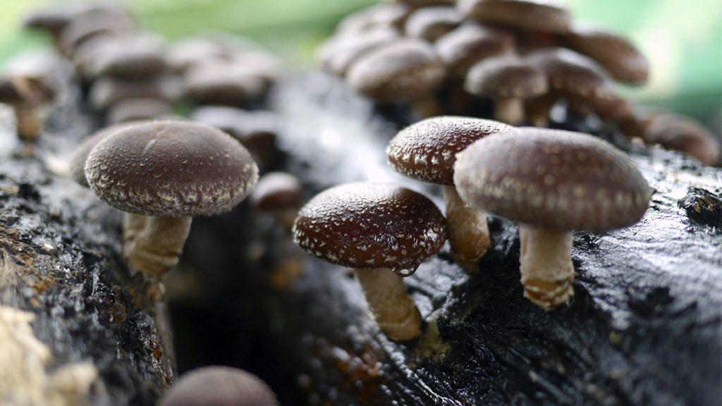 Setas Medicinales: Shiitake