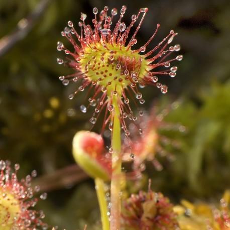 Drosera: plantas medicinales aliadas en invierno