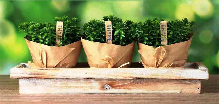 Plantas medicinales aliadas en invierno Plantas medicinales aliadas en invierno