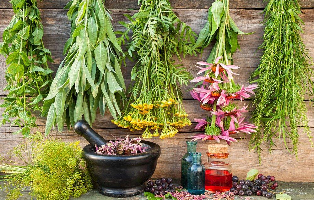 Mitos y verdades sobre las plantas medicinales