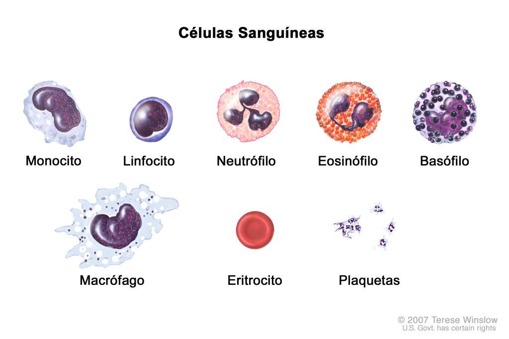 células sanguíneas - glóbulos blancos