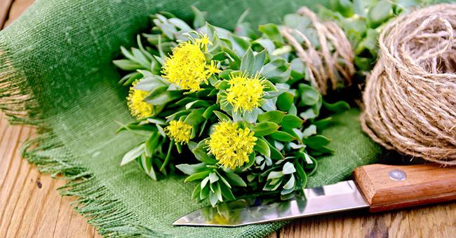 Rhodiola Rosea para la salud mental Rhodiola Rosea para la salud mental