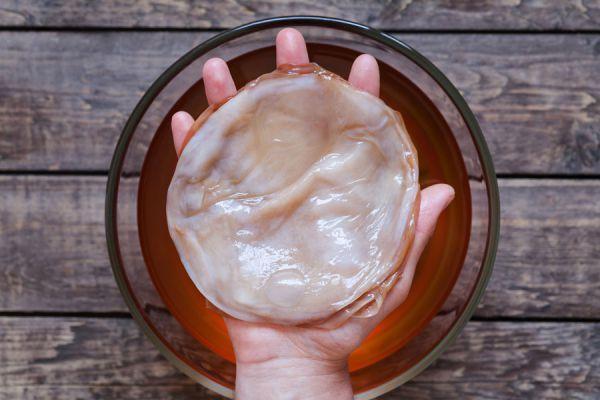 scoby kambucha scoby kambucha