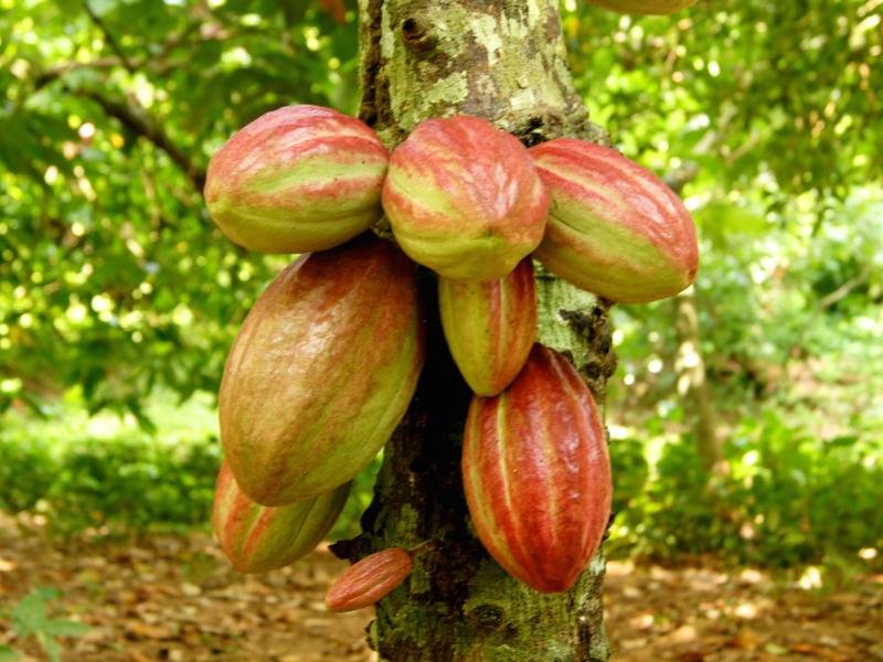 cacao planta