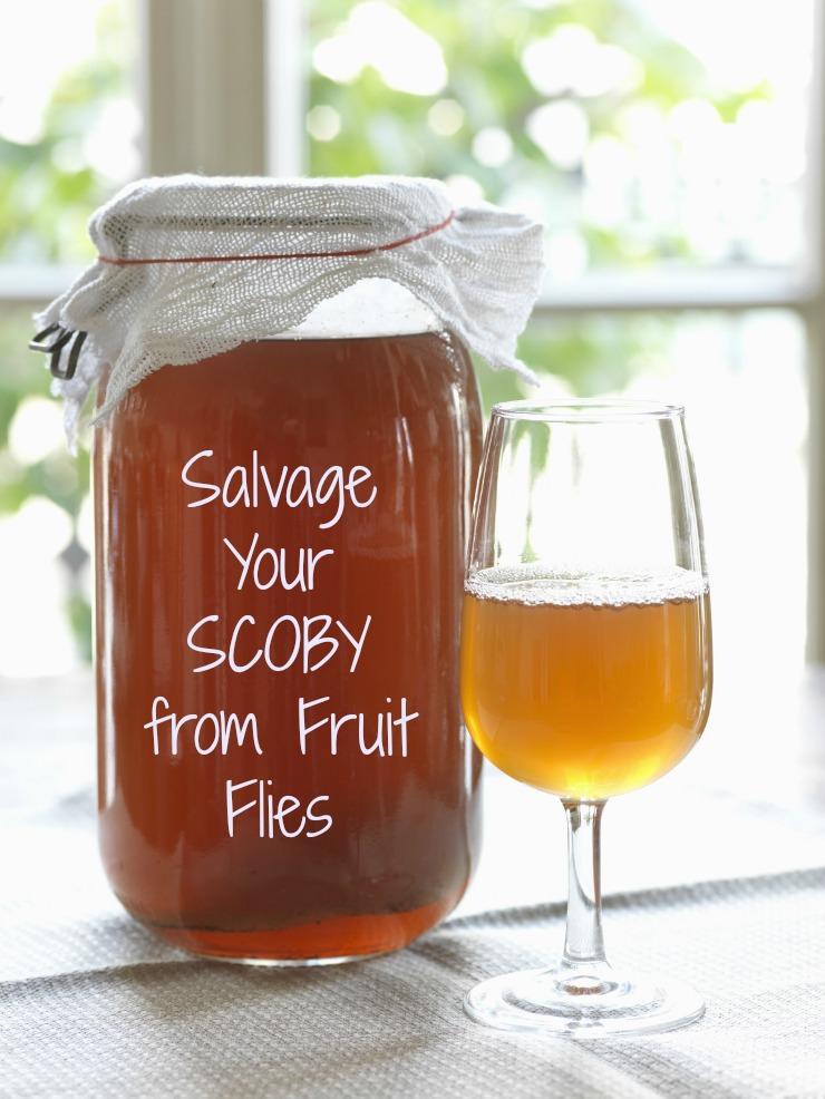 Kombucha Casero Kombucha casero