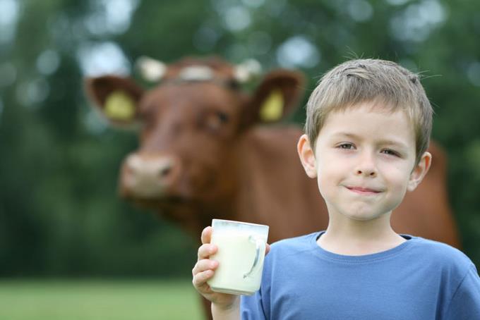 leche de vaca niños