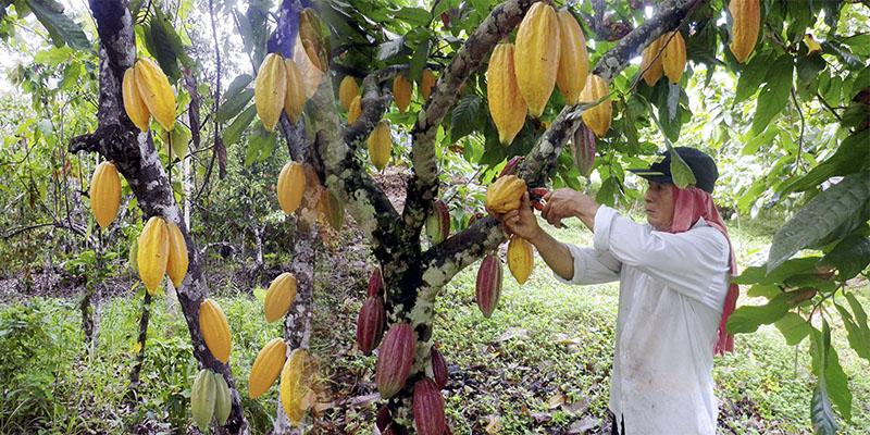 cacao melatonina