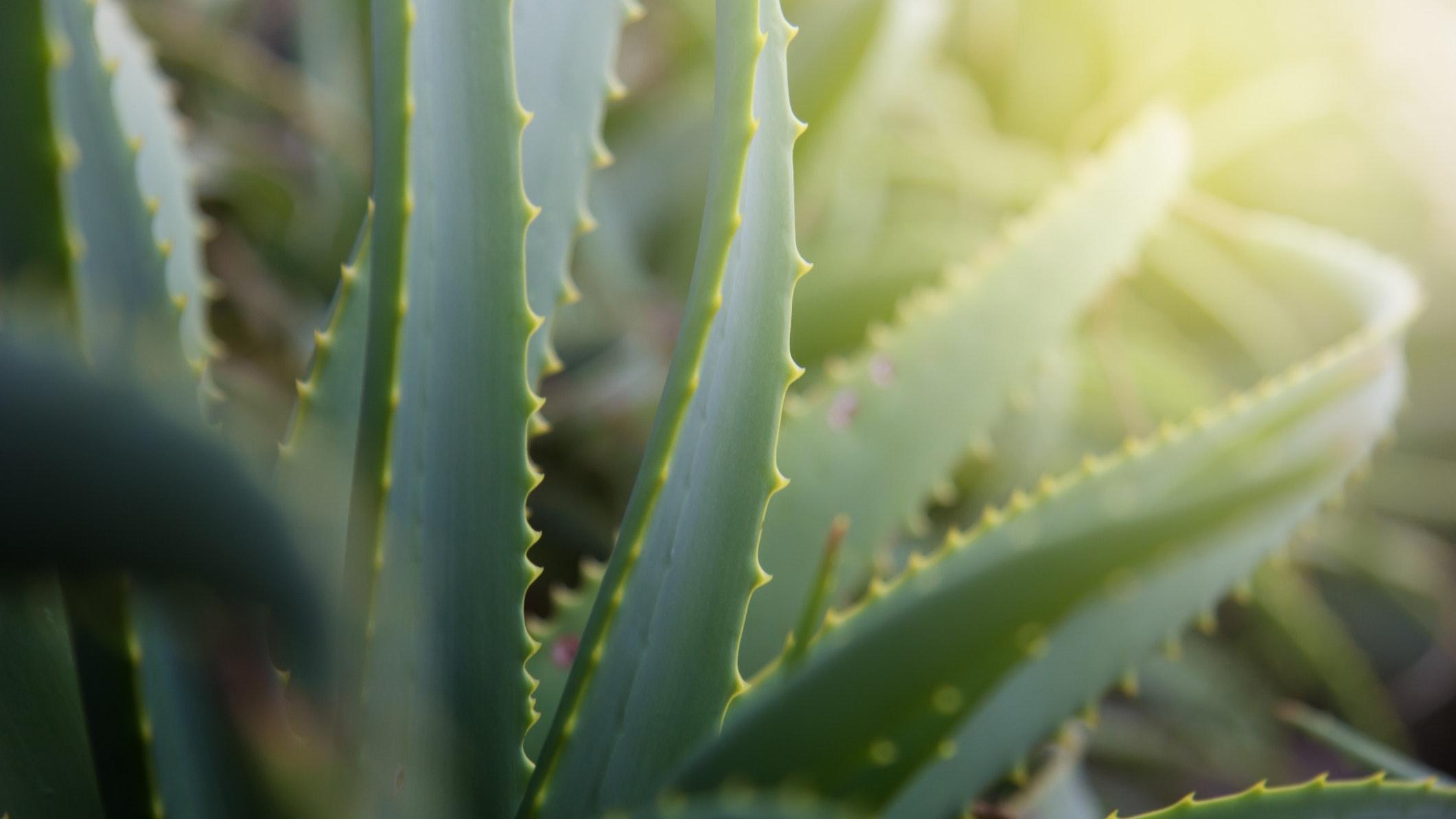 Aloe Vera Planta Cultivo Beneficios Y Usos