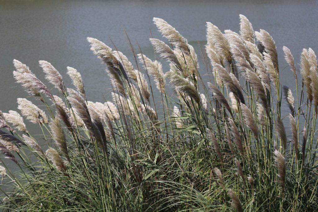 gramineas alergia al polen