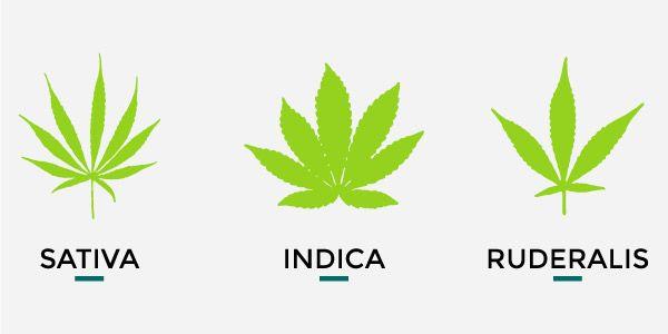 clasificacion de la planta cannabis