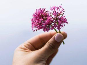 cuanto tarda en hacer efecto la valeriana