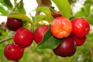acerola fuente de vitamina c