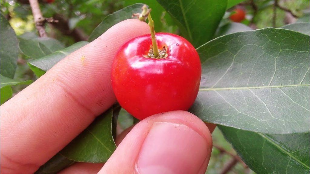 acerola fuente de vitamina c acerola fuente de vitamina c
