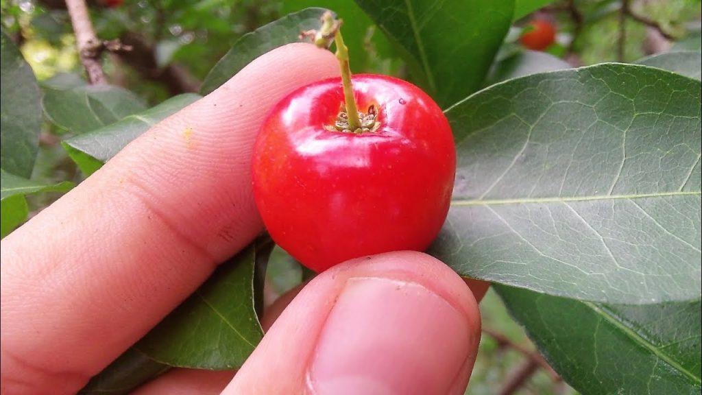 acerola fuente de vitamina c